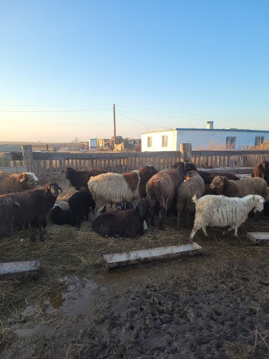 Козылы койлар сатам 21 бас