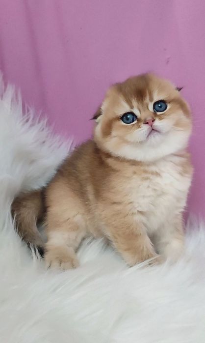 Скотиш фолд девочка золотая шиншилла