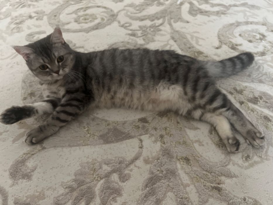 Отдам кота в добрые руки