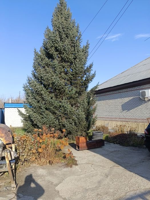 Продам ёлку живую