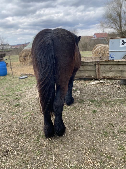 Mânză neagră de 1 an si 10luni