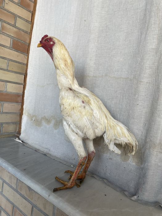 Yapon shamo xoroz sentabr chiqan juja