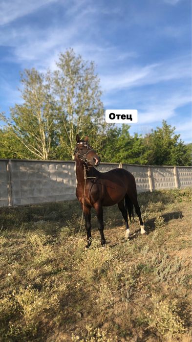 Продаём полтора-годовалых жеребцов!!!