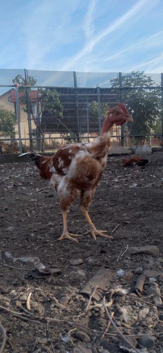 Cocoşi tineri pentru prăsilă sau tăiere (2Kg)