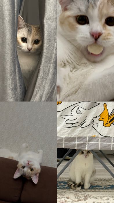 Отдам кошку в добрые руки