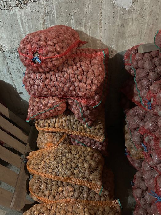 Cartofi consum si samanta