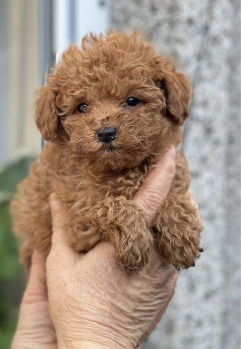 Пудел той мини ю