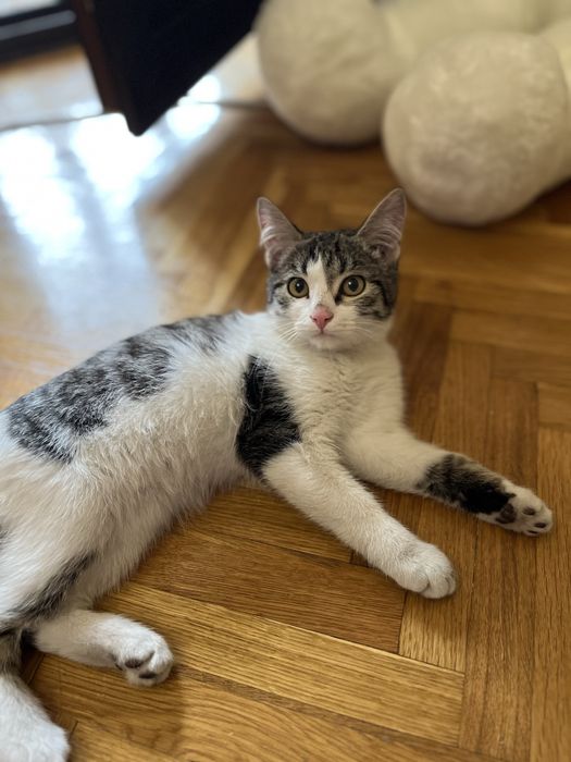 отдаём котенка-мальчика бесплатно