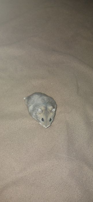 продам хомека мальчика