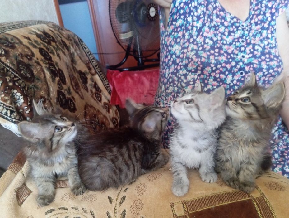 Отдам котят в добрые руки