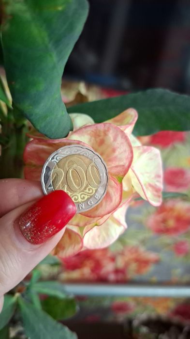 Продам цветок молочай Миля