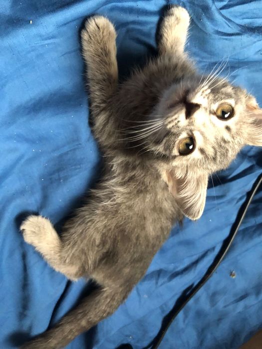 Котёнок в хорошие руки