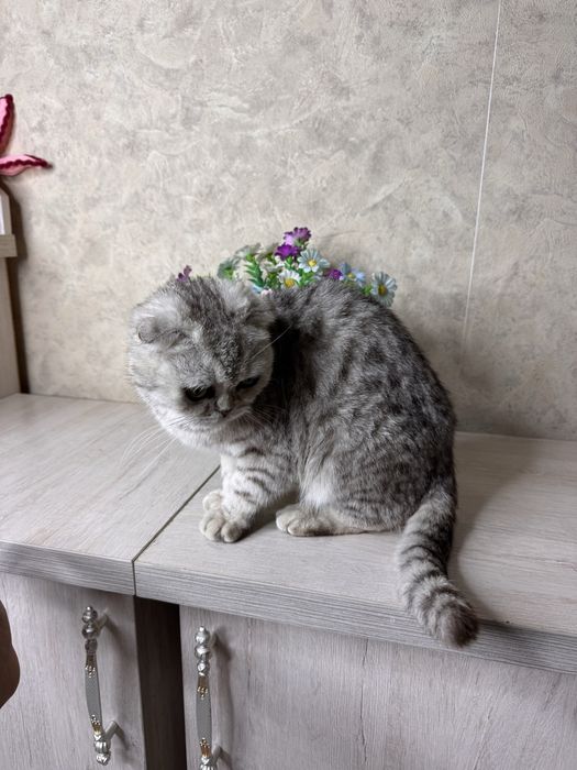 Scottish Fold sotiladi