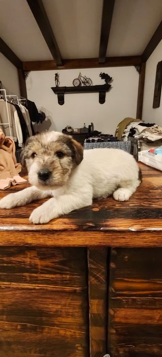 DONEZ Pui catel | Mama - fox terrier