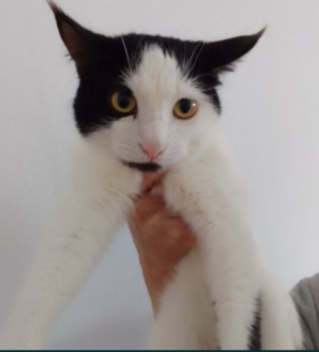 Отдам в добрые руки.