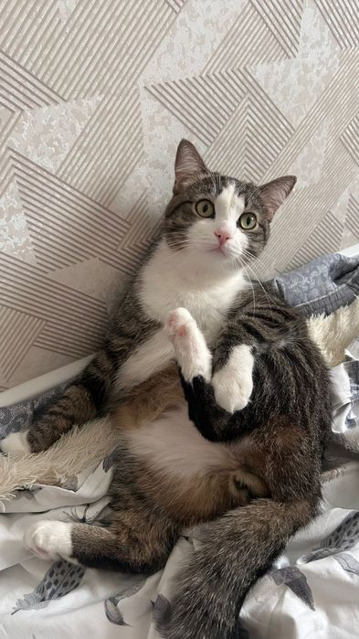 Отдам кота дором