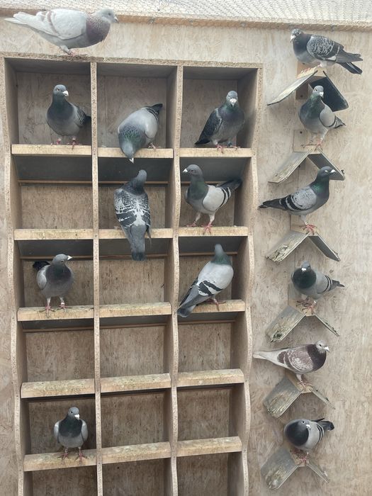 Porumbei de vanzare.