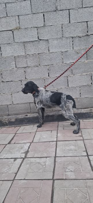 Продам  либо обмен Дратхаар щенка суку