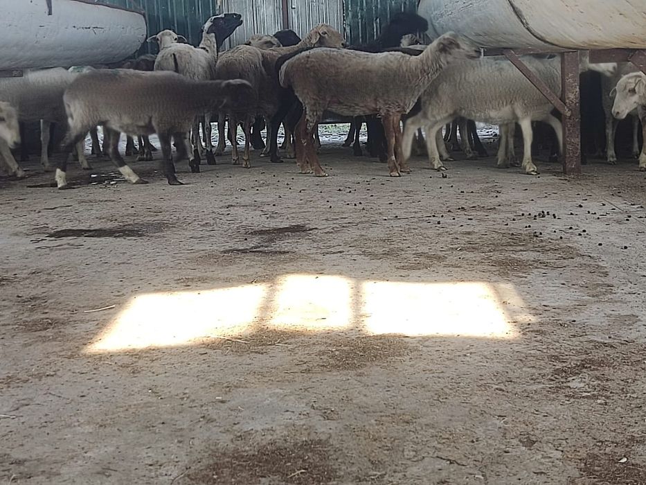 80 бас бойдак кой сатылады