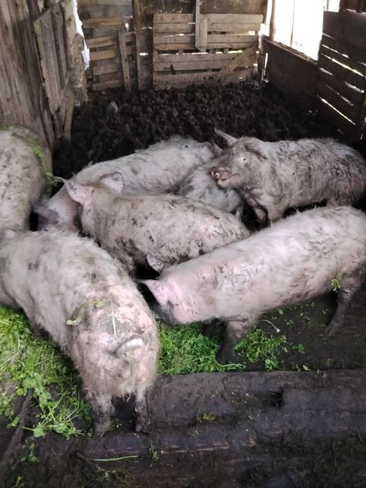 Прасета за продан