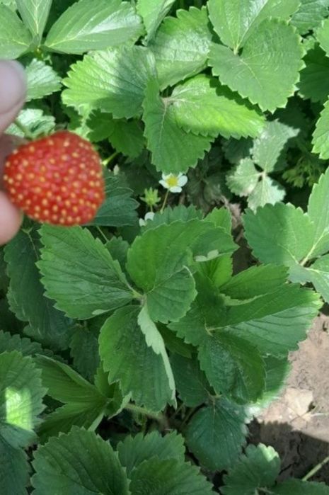 Саженцы клубники вселетней