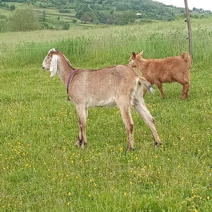 Vand capre de rasa
