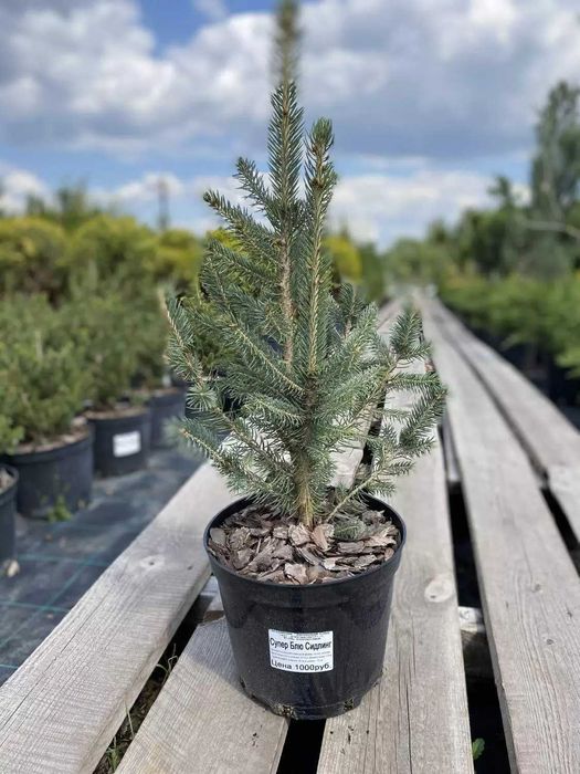 саженцы сеянцы ёлка ель голубая рябина кедр липа береза