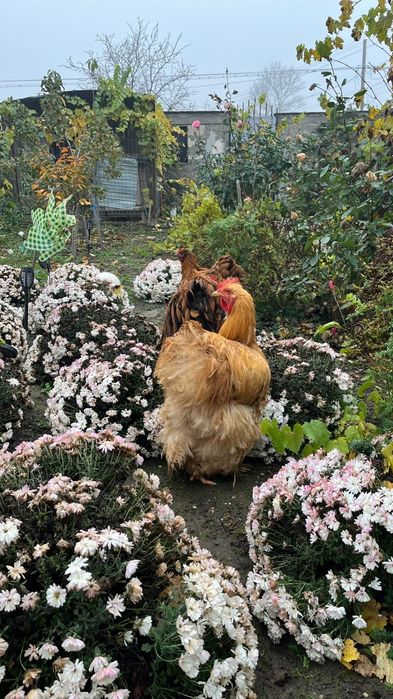 Oua Orpington de vânzare