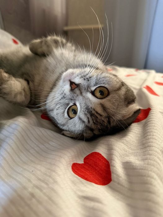 Шотландскии вислоухо