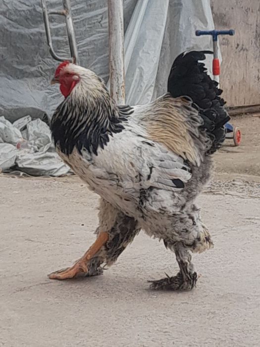 Продаются цветные домашние цыплята