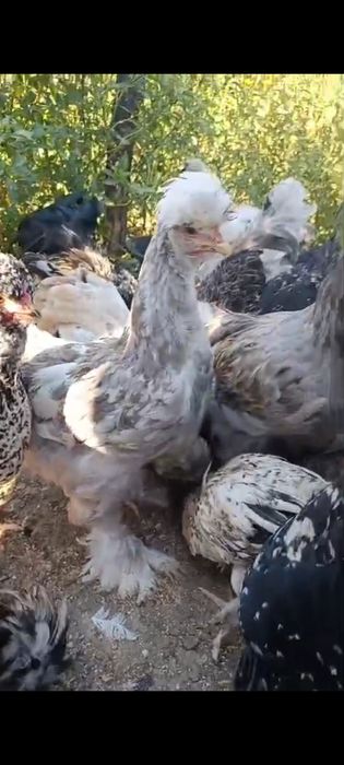 Vând rațe pitice olandeze, rațe leșești ciocolatii  și pui cu moț și barbă