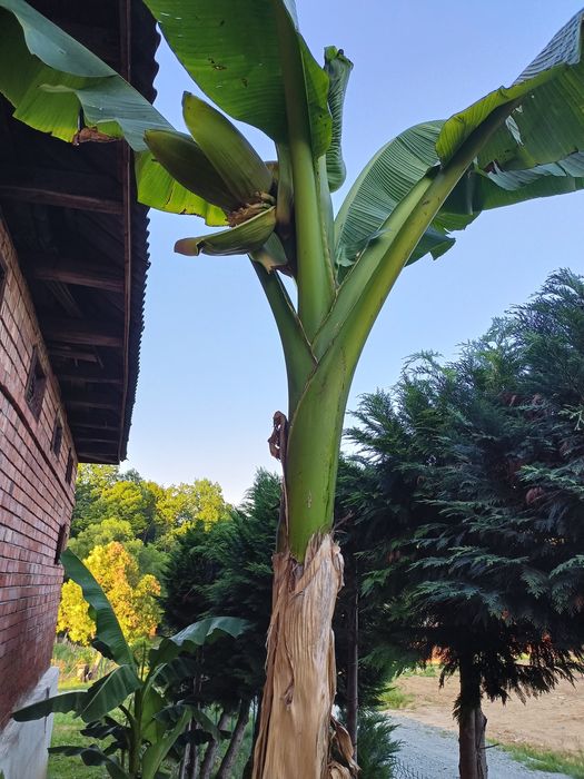 Vând bananieri ce produc banane