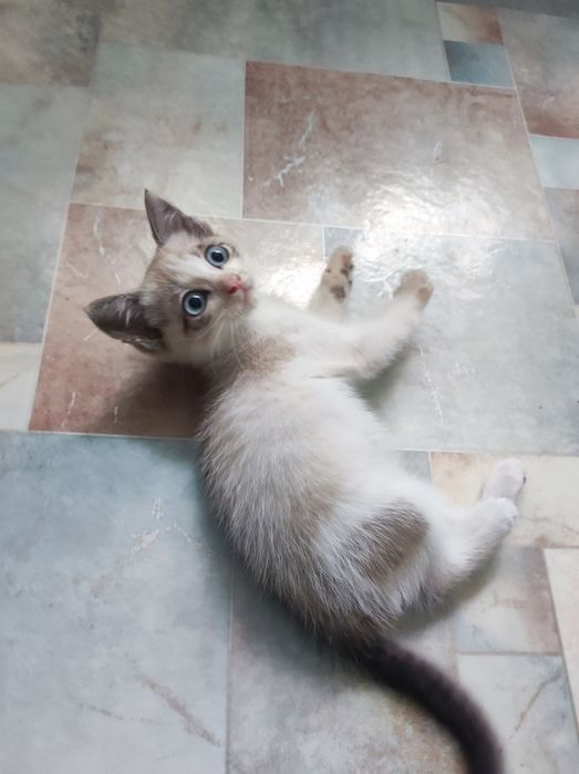 Котёнок Сноу-шу девочка