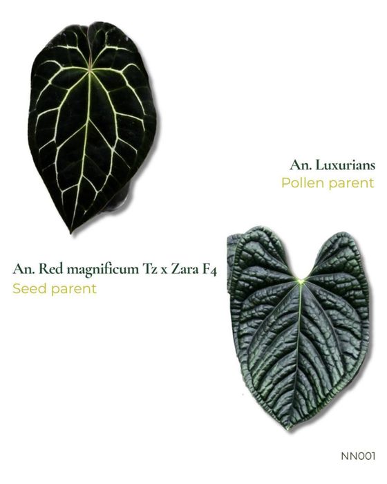 anthurium (red Magnificum Tezula x zara f4) x Luxurians