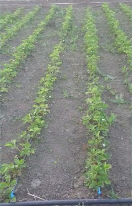 Stoloni/răsad căpșuni