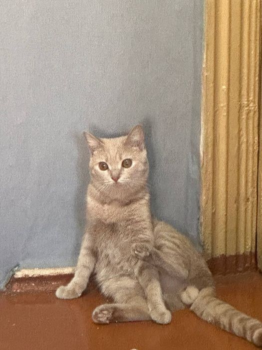 Отдам кота в добрые руки