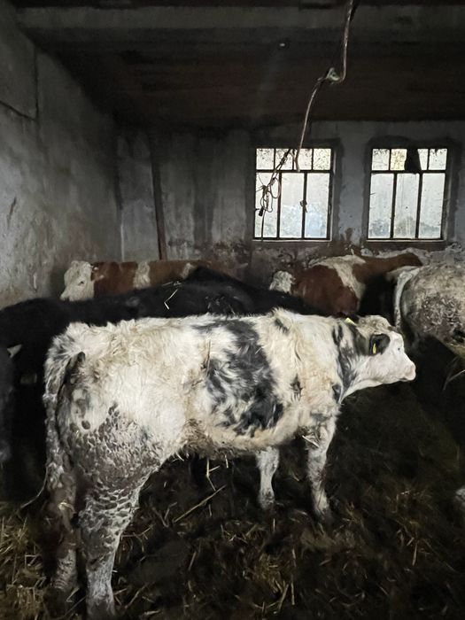 Vitei belgieni, baltati , angus