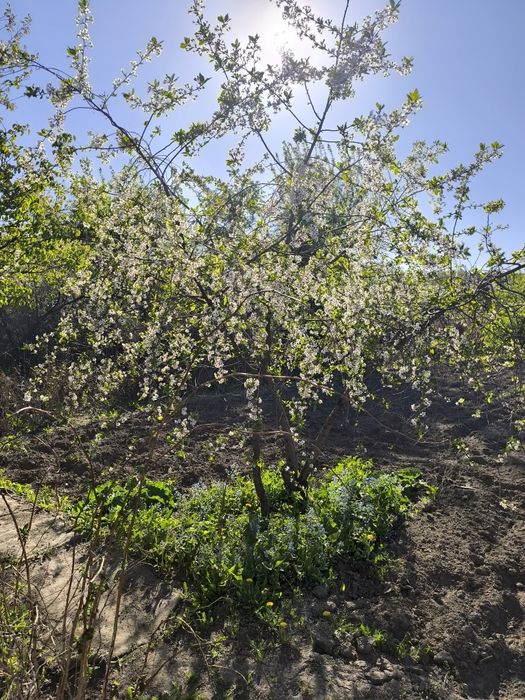 Продам дачный участок