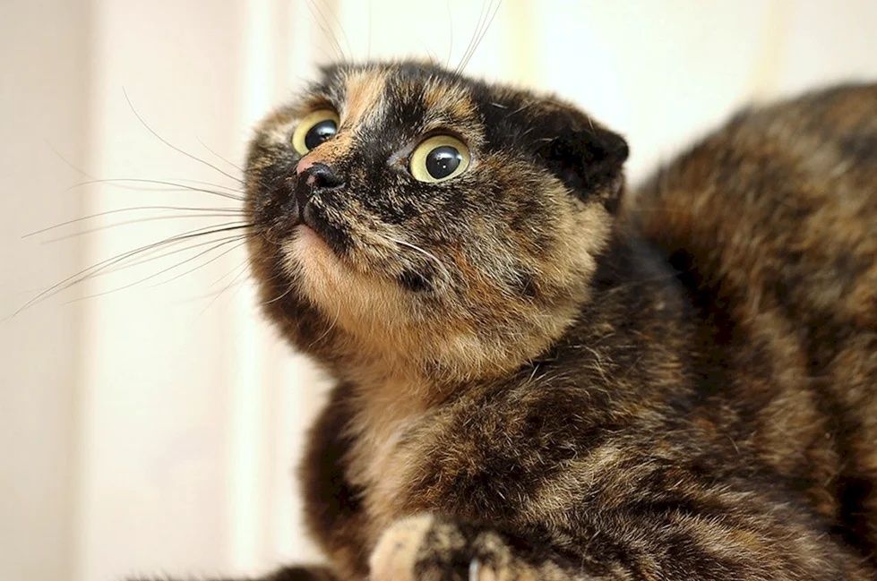 срочно продам кошку скоттиш фолд черепаховый окрас