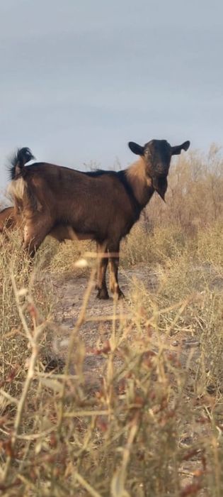 Козы, пародистые