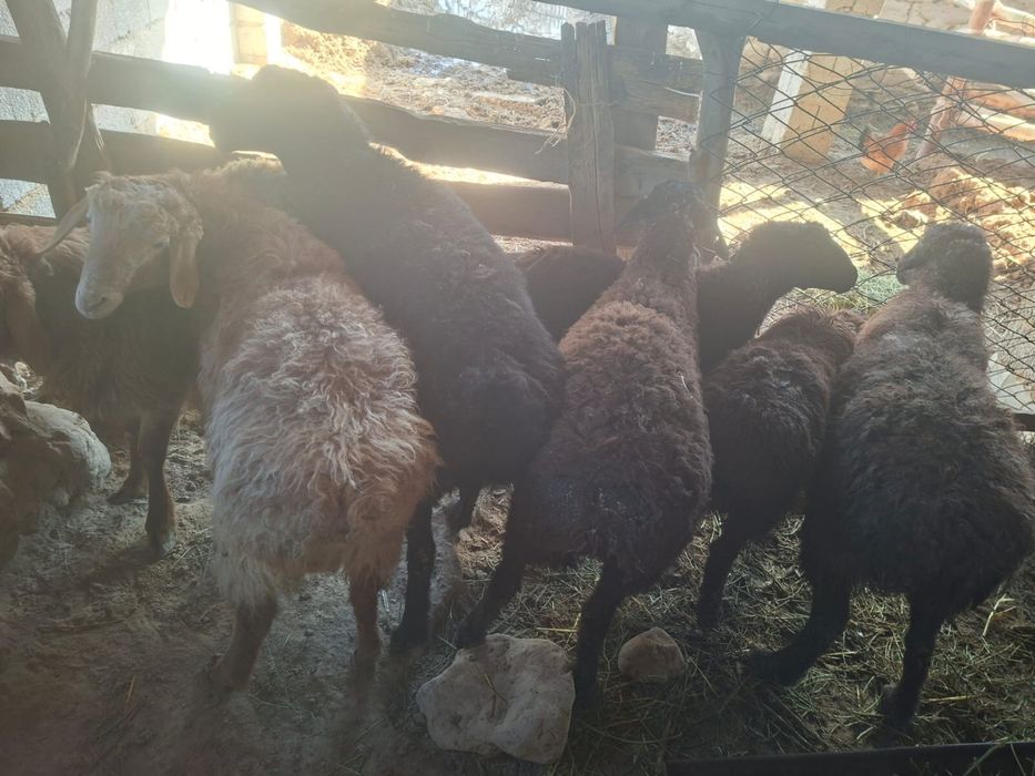 Секе 4 жасар қошқарлар 2 жасар 1 жасарлар