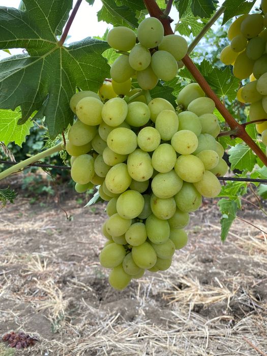 Продавам грозде Мерло,Памид и Брестовица