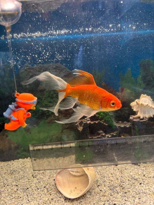 Золотая рыбка комета