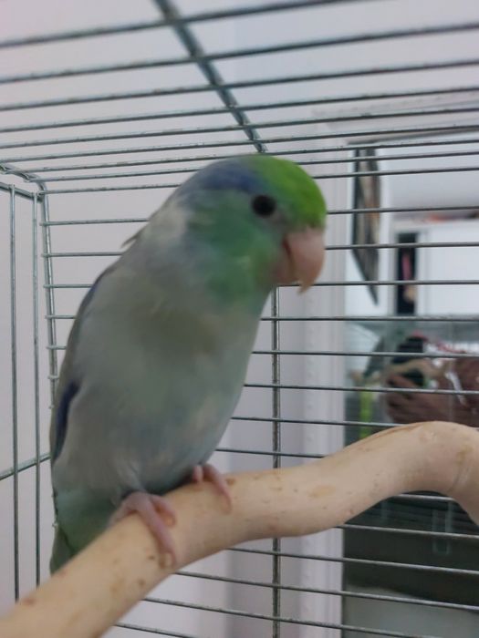 Papagal forpus mascul – crescut la seringă, foarte sociabil