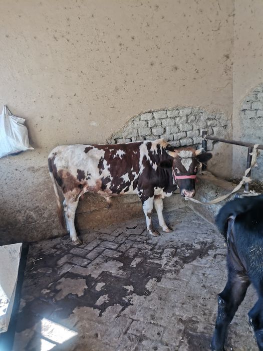 Hokiz sotiladi 25 milyon