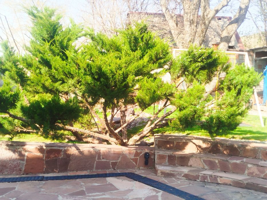 Обрезка обработка сада