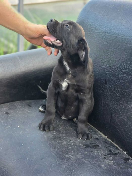 Кане корсо,Cane corso