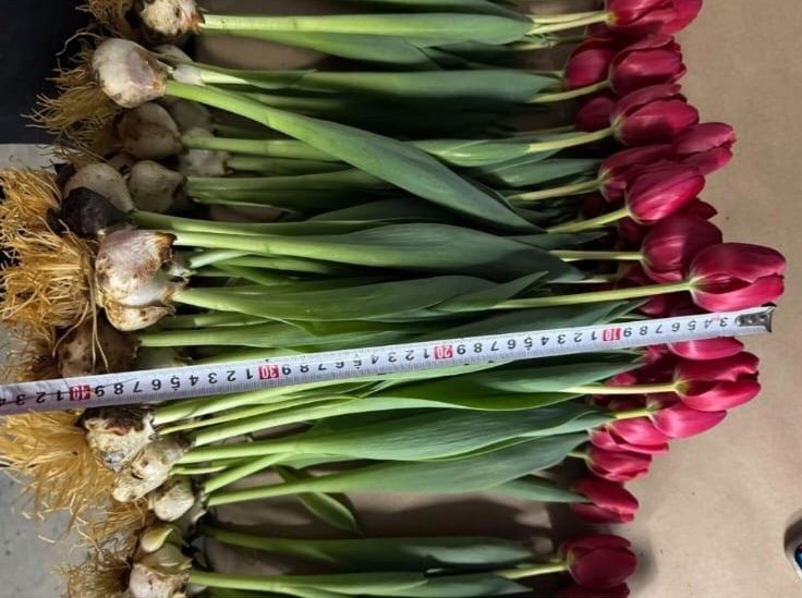 Тюльпаны с теплицы напрямую!