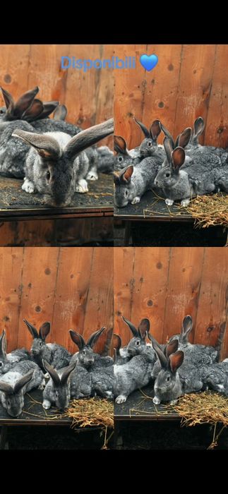 Disponibili Urias German Chinchila