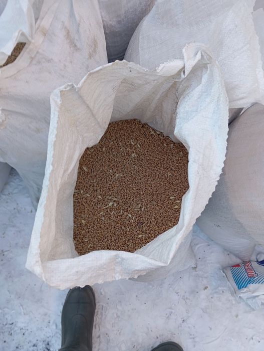 Продам пшеница чистая.